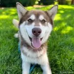 Shelter Pet Spotlight: Redford is an affectionate Husky