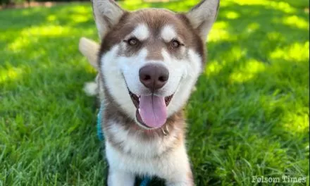 Shelter Pet Spotlight: Redford is an affectionate Husky