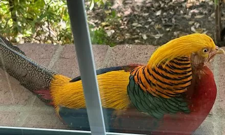 Boaz the wayward Folsom Pheasant reunited with his family 