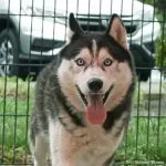 Shelter Pet Spotlight: Sherman the Husky is ready to play