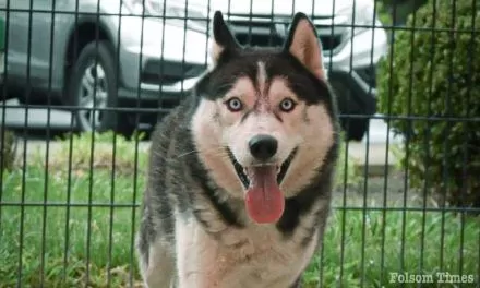 Shelter Pet Spotlight: Sherman the Husky is ready to play