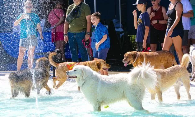 Bark, splash, repeat; Folsom’s pool goes to the dogs Saturday