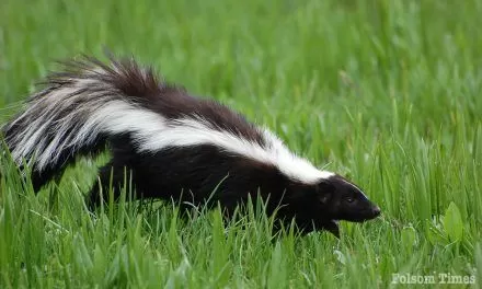 Caution urged after skunks test positive for rabies near Sacramento Zoo