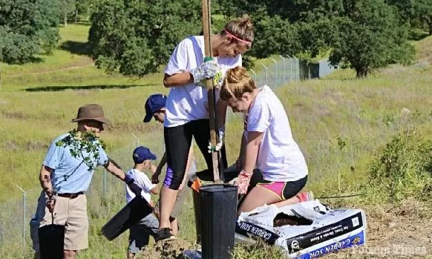 Volunteers sought for tree planting event at Folsom Skate Park