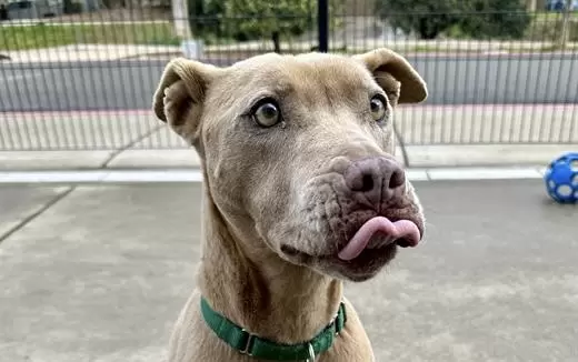 Shelter Pet Spotlight: Senior Desert Rose can bloom with love