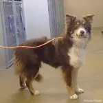 Quest for a Home: Aussie mix seeks a forever family