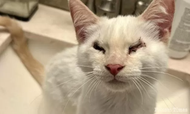 Local shelter needs community’s help to save Monkey the cat’s vision