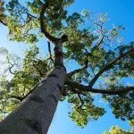 Folsom earns Tree City USA designation for 19th Consecutive Year
