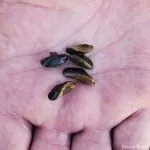 Golden Mussels discovered during Folsom Lake boat inspection