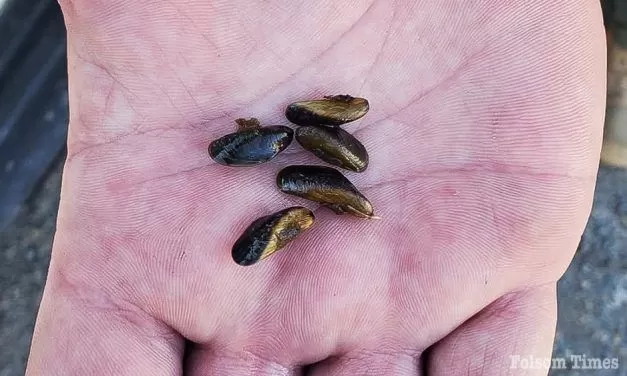 Golden Mussels discovered during Folsom Lake boat inspection