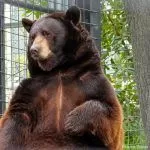 Meet Folsom’s newest resident – Herbie the Bear
