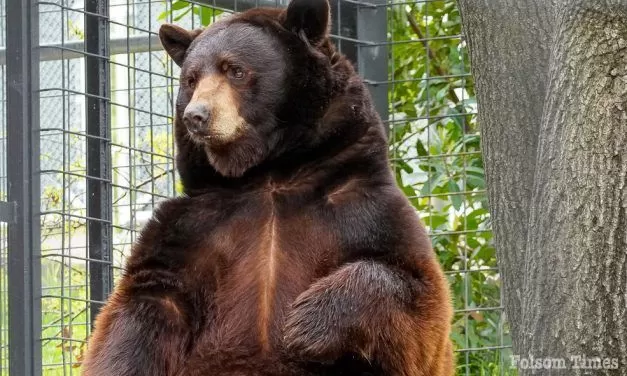 Meet Folsom’s newest resident – Herbie the Bear