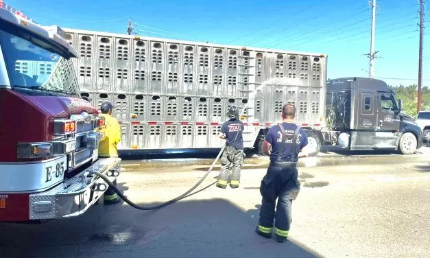 Cattle Call: EDH firefighters hose down cows in heat