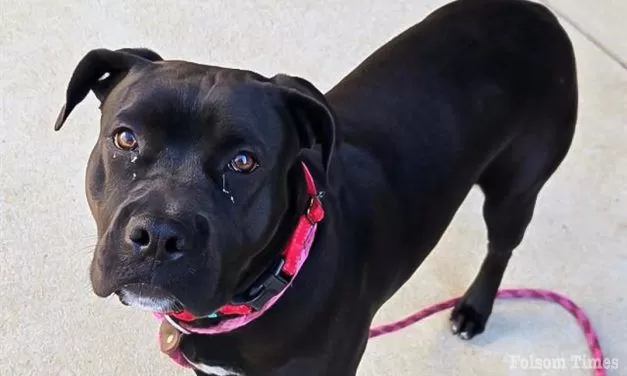 Sac County shelter offers free pet adoptions June 7 for Adopt-a-Pet Day