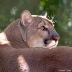 Dad’s get in free on Father’s Day at Folsom City Zoo Sanctuary
