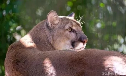 Dad’s get in free on Father’s Day at Folsom City Zoo Sanctuary