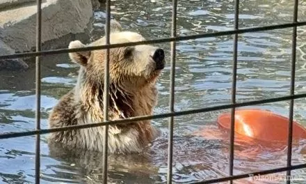 Matilda it is! Folsom’s newest bear gets her name