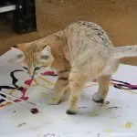 Art by animals: Folsom Zoo Animal Art Show roars into Gallery 48