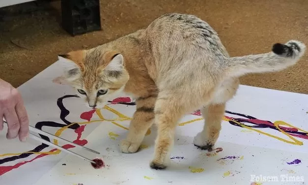 Art by animals: Folsom Zoo Animal Art Show roars into Gallery 48