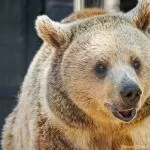 It’s a Bear Affair: Residents asked to name Folsom’s newest resident