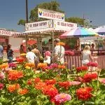 Get ready for tradition, charm and fun at the Amador County Fair