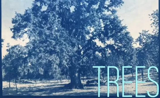Local artist exhibit will feature Folsom Ancient oaks