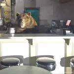 Sundae scuffle: Bear helps himself at El Dorado County ice cream shop