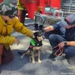 El Dorado Hills Therapy Dog Mayzie nominated for national honor