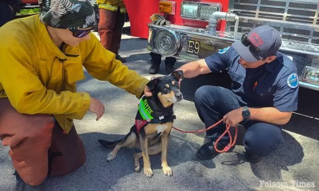 El Dorado Hills Therapy Dog Mayzie nominated for national honor