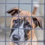 Front Street Animal Shelter waives fees as overcrowding peaks