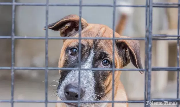 Front Street Animal Shelter waives fees as overcrowding peaks