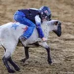 Mutton busting signups open for Oct. 4 Sheriff’s Rodeo in Folsom