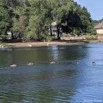Bird Flu confirmed at Cameron Park Lake; wildlife officials urge caution