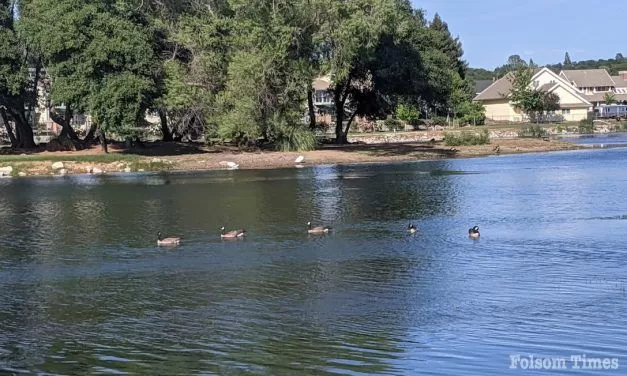 Bird Flu confirmed at Cameron Park Lake; wildlife officials urge caution