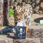 Wild Howl-O-Ween delights at Folsom City Zoo Sanctuary Saturday