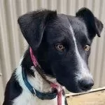 Shelter Pet Spotlight: Mimosa is ready for breakfasts at your house