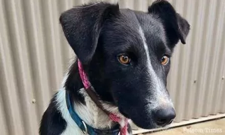 Shelter Pet Spotlight: Mimosa is ready for breakfasts at your house