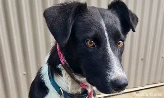 Shelter Pet Spotlight: Mimosa is ready for breakfasts at your house