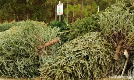 SMUD partners with Cub Scouts for holiday tree recycling