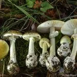 Sac County confirms multiple mushroom poisoning cases amid outbreak