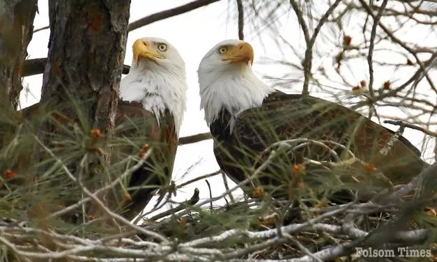 Bald eagle nest tree at Lake Natoma falls in latest storm