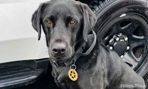 Folsom Police Department mourns the recent passing of K9 Trigger