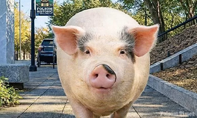 Where’s Winnie? Historic Folsom to host fun monthlong hunt for Sutter Street Pig